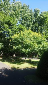 黄色い小花をたくさん咲かせるモクゲンジ