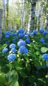 シラカバ林に咲くスカイブルーのアジサイ