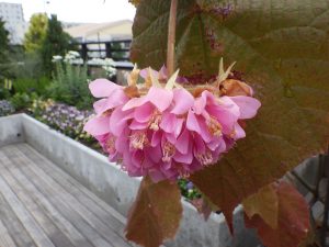 センターだよりとドンベア開花！？