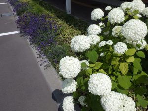 センター前の真っ白なアナベルと濃い紫の花が満開のラベンダー