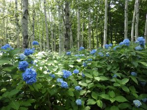 アジサイの青いぼんぼり状の花とシラカバの白い樹皮、濃い緑になってきた木々の緑のコントラストが綺麗なエリア