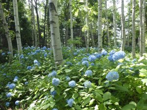 アジサイの青いぼんぼり状の花とシラカバの白い樹皮、濃い緑になってきた木々の緑のコントラストが綺麗なエリア