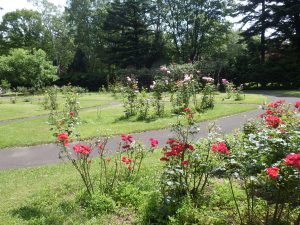 花木園のバラは赤、ピンク、黄色、白といった色合いだけではなく、剣弁咲きや一重咲き、つるバラなどもあります。