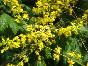 黄色い花弁に中心部が赤いモクゲンジの花