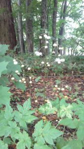 土の上に切れ込みのある葉があり、そこから花茎が伸び、蓮の花を逆さまにしたような花がいくつもついている