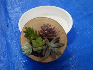 多肉植物おもしろ寄せ植え見本は丸い板の輪切りに用土をつけて多肉植物がうえつけてあります