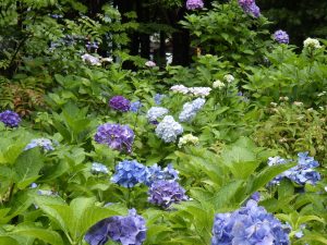 池近くのあずまやの脇にあるアジサイのブロックは様々な品種が植えられているので鮮やか