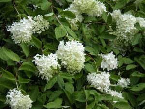 ピラミッド型で真っ白な花がつくミナズキ