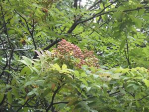 赤くなり始めたナナカマドの実