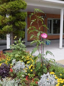 レイズド花壇の花も元気に。咲いているピンクのフヨウに似た大きな花が咲いている