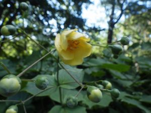 肉厚でラッパ型をした薄い黄色の花が咲いています