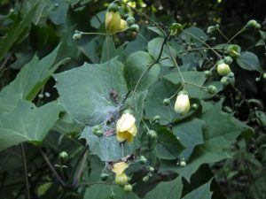 顔ほどもある大きな掌状の葉の上に小さな黄色いラッパ型の花や丸い蕾が覆うように咲く