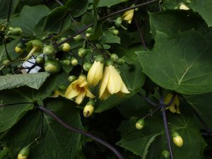 薄い黄色をした肉厚なラッパ型の花とぽってりとした楕円形の蕾