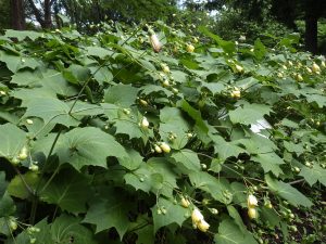 緑色の大きな掌状の葉の上に薄黄色したラッパ型の花と楕円形の蕾が垂れ下がるようについています