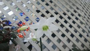 本日のアトリウム・野草園の開花情報！とセンターだより