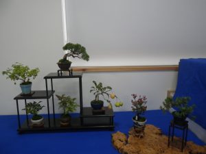 青い毛氈の上に飾られた秋の花のミニ盆栽と実がなるもののミニ盆栽