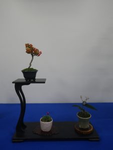 ３つのミニ盆栽が飾られている