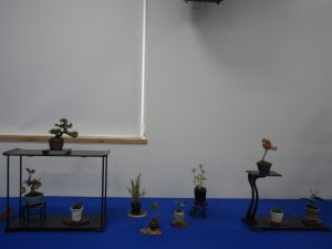 青い毛氈の上に飾ってあるミニ盆栽