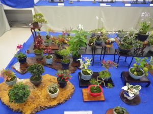 秋の花のミニ盆栽が沢山並んでいる