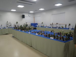 青い毛氈の上にミニ盆栽が並ぶ