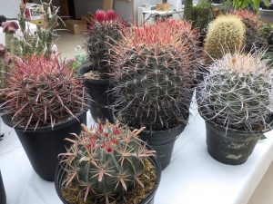 弧を描くように長く伸びた大きなトゲが沢山ついたサイズも大きなサボテンが並ぶ。トゲの色が赤・黄色・白とカラフル