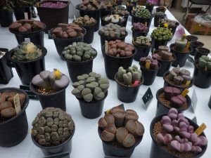 象の足のような形をしたリトープス