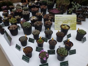 つるっとした表面の楕円形の粒が集まったような形のコノフィツム。半透明にも見える本体は赤、緑、黄緑など。花が咲いている種類もある