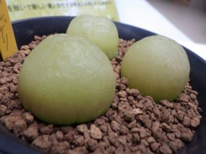 半透明の黄緑色をした丸いコノフィツム　ブルゲリ。