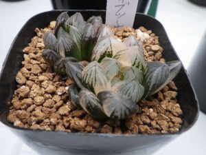 三角の肉厚の葉が中心から出るハオルチア。白やグレーの葉色に真っ黒な筋が入っている