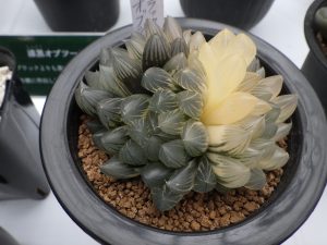 株の半分がグレーで半分が白ろい色をしていて、黒っぽい筋目が入る