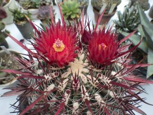 赤い大きなトゲの間から真っ赤な花が2つ咲いている