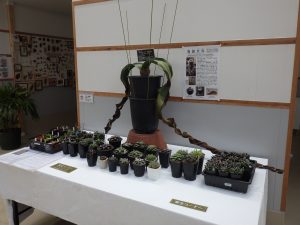 実生コーナーの小さな多肉植物の中央に大きく深い鉢からくるくる巻きながら伸びている2枚の葉のヴェルヴィッチア