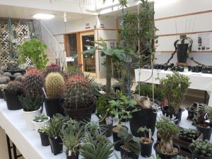 トゲの痛そうなサボテンやカラフルな多肉植物が展示されている
