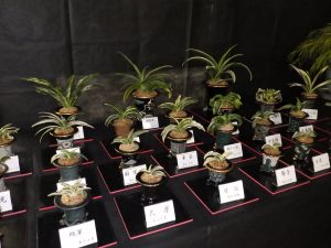 おもとが並んで展示されている様子