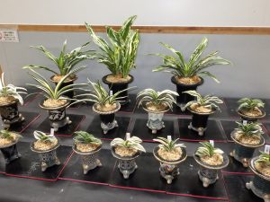 おもとの作品が並んでいる。奥には大きな葉の品種が、手前には小さい株の品種が並ぶ