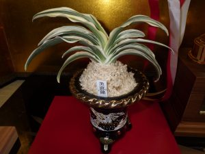 第２２回おもと協会会長賞の作品羅紗系の小ぶりな姿で左右に展開する葉はどの葉も葉の半分ほどまで薄い黄色の斑が入っている