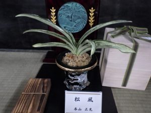 おもと「松風」