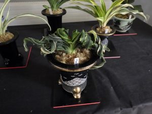 おもと「海竜獅子」羅紗系の中でもはがくるくるうねるタイプのおもと。