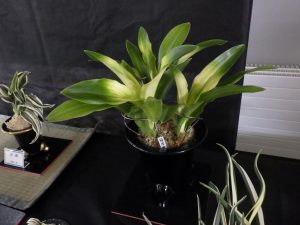 おもと「薩摩富士」　大きな葉の真ん中から付け根に向かって黄色の斑が入っている