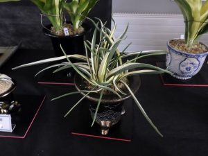 おもと「銀月」太い部分でも幅1cmほどの細い葉で、葉の中心が白、覆輪のように緑の色が縁に残っている