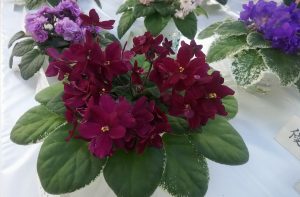 濃い赤紫色の花を咲かせたセントポーリア