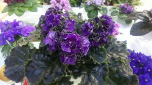 緑の縁取りが付いた濃い紫色のフリル花が咲くセントポーリア