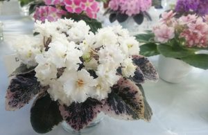 葉に白い模様が入って多くの白花が咲くセントポーリア