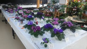 明日からセントポーリア展が始まります♪+センターだよりお届け