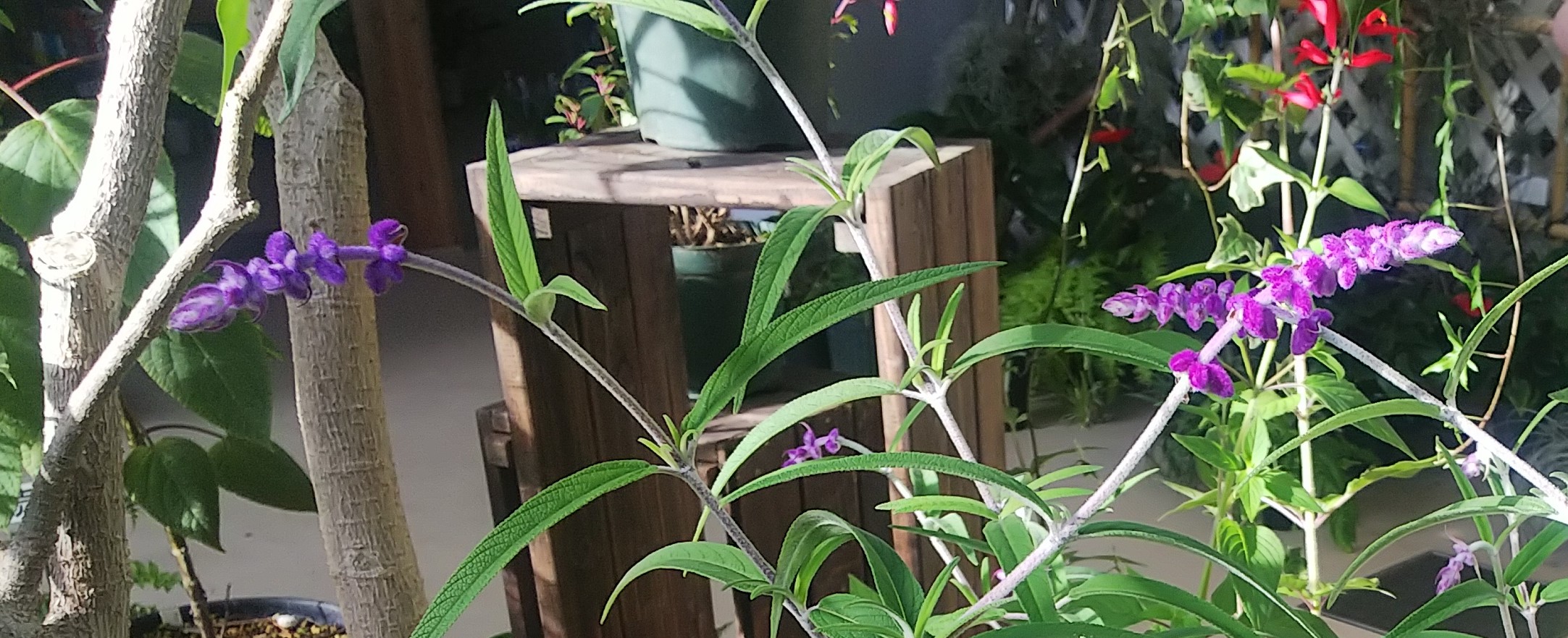 緑のセンター開花情報 豊平公園 札幌市公園緑化協会