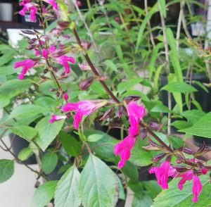 明るいピンクの花が咲くサルビア　チアペンシス