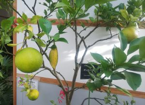 黄色く色付くポンカン