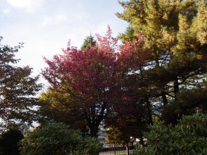 木の上の方が真っ赤になっているサクラ。