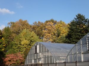 緑のセンター裏にある黄色に染まったカツラとシラカバ