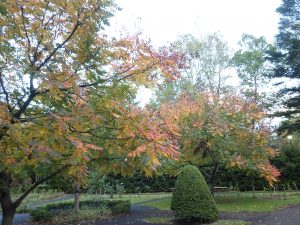花木園のモクゲンジは南側からオレンジ色に変化。
